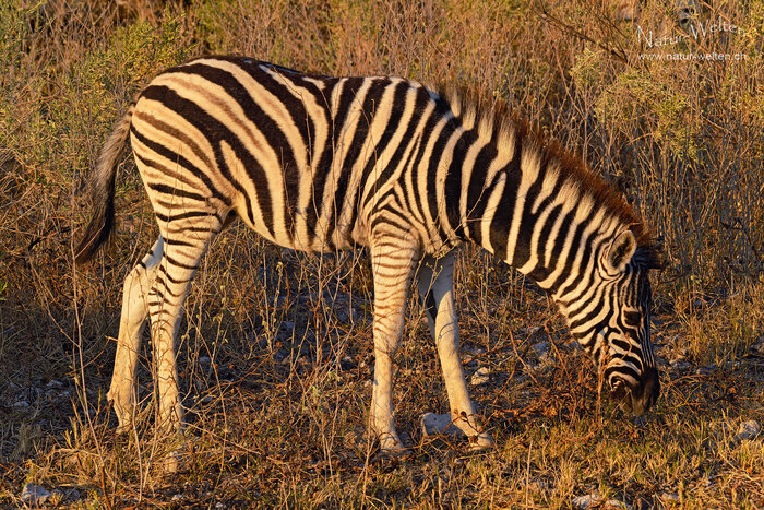 Carmen und das Zebrafohlen Foto: © S. Grünig