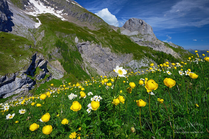 Fröhliches Gelb Foto: © S. Grünig