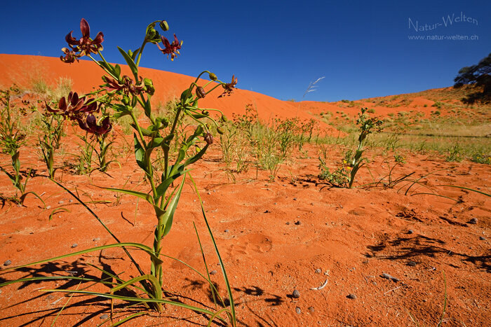 Namib Lilie Foto: © S. Grünig