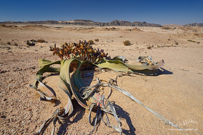 Das Wunder der Welwitschia Foto: © S. Grünig