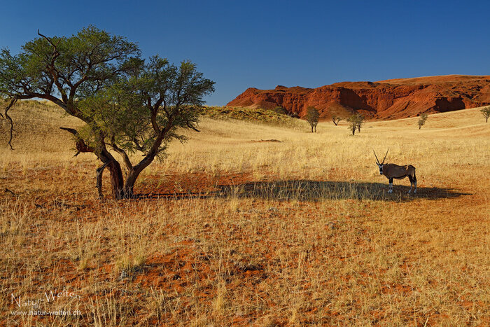 Typisch Namibia Foto: © S. Grünig