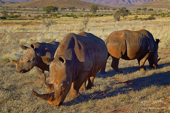 Die Nashorn Familie Foto: © S. Grünig