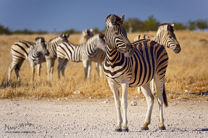 Hübsche Zebras Foto: © S. Grünig