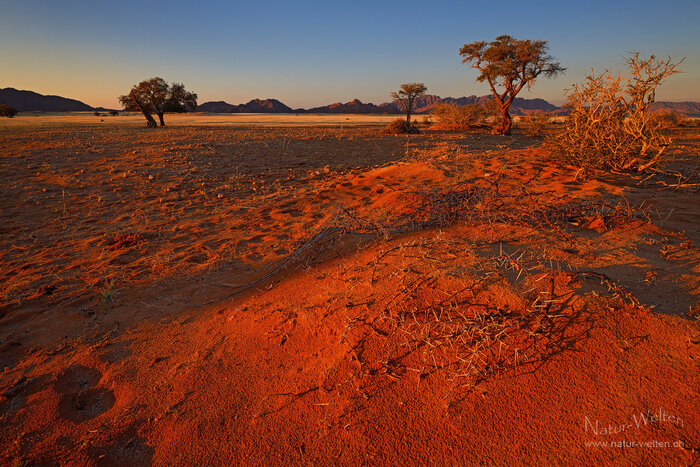 African Glow Foto: © S. Grünig