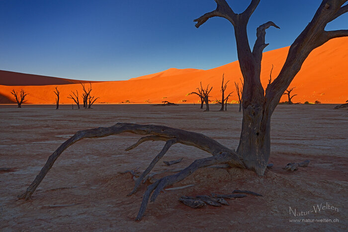 Deadvlei oder Düne? Foto: © S. Grünig