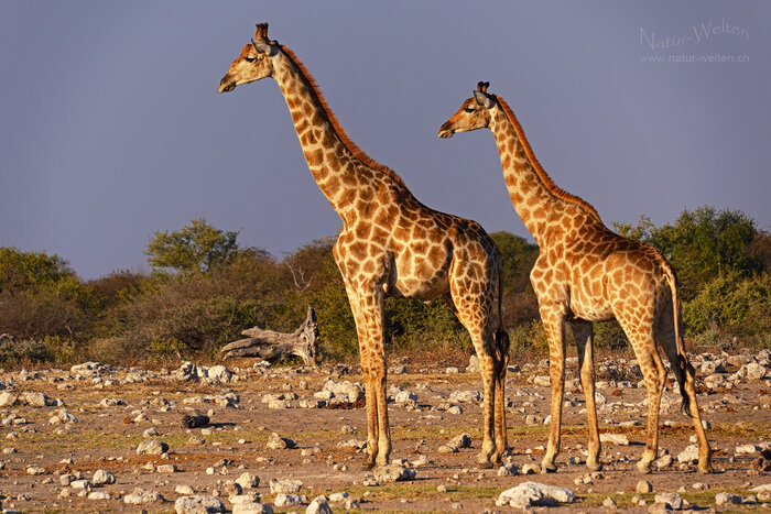 Hübsches Giraffenpaar Foto: © S. Grünig